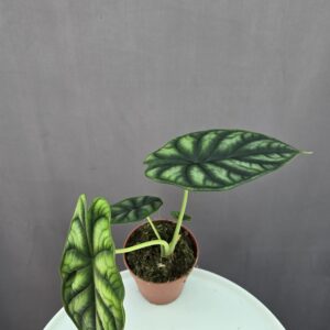 Alocasia Dragon Scale ↑ 30cm ⊘ 12cm