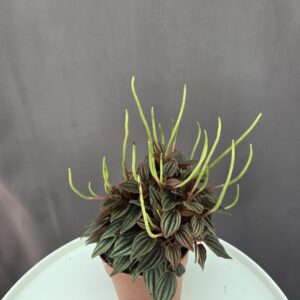 Peperomia caperata 'Lima' ↑ 20cm ⊘ 11cm