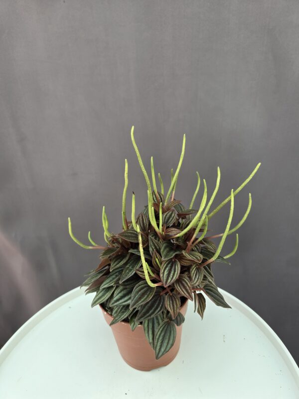 Peperomia caperata 'Lima' ↑ 20cm ⊘ 11cm