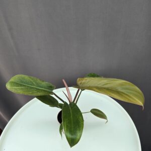 Philodendron Bronz mini ↑ 15cm ⊘ 5cm