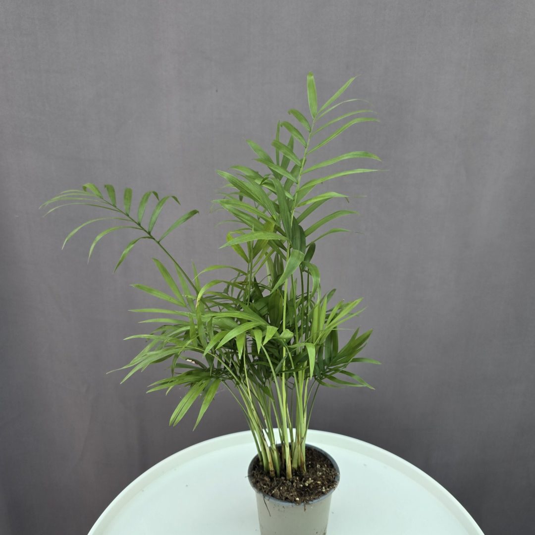 Gyompálma ↑ 30cm ⊘ 10cm