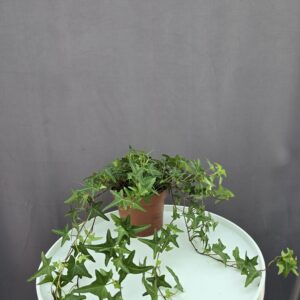 Hedera helix Tres Coupe - szobaborostyán  ↑ 35cm ⊘ 12cm