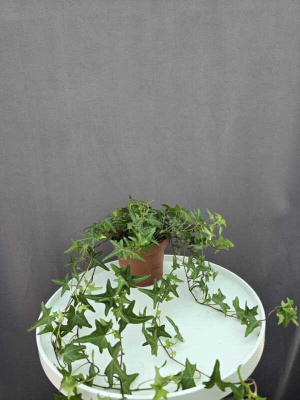 Hedera helix Tres Coupe - szobaborostyán  ↑ 35cm ⊘ 12cm