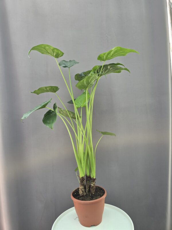 Alocasia Cucullata ↑ 80cm ⊘ 19cm