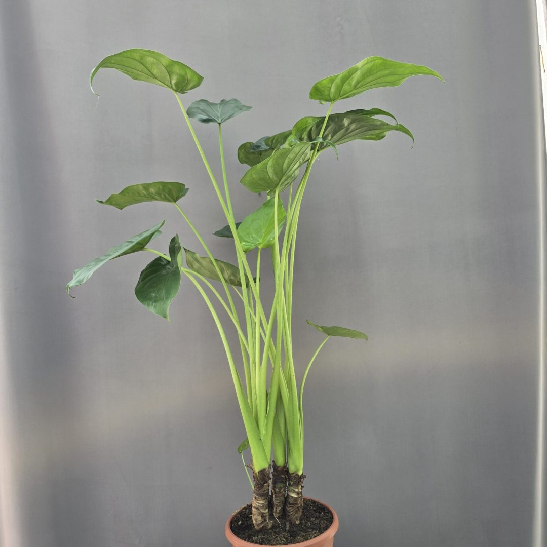 Alocasia Cucullata ↑ 80cm ⊘ 19cm