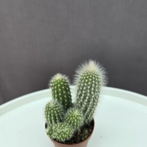 Majomfarkkaktusz ↑ 5cm ⊘ 5cm