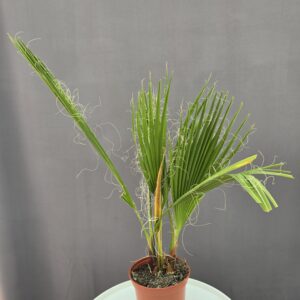 Whashingtonia Robusta ↑ 45cm ⊘ 15cm