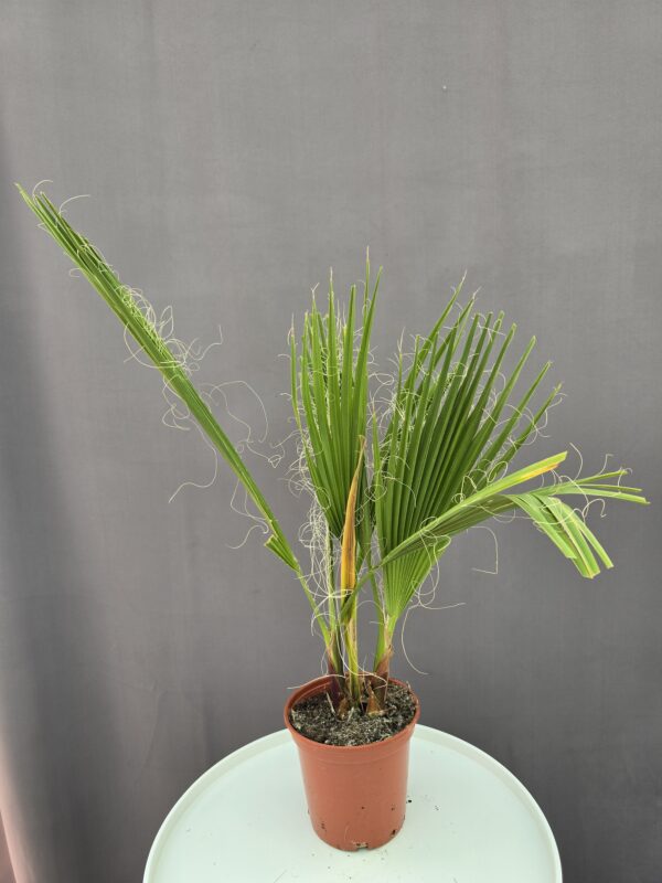 Whashingtonia Robusta ↑ 45cm ⊘ 15cm