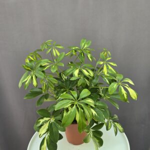 Schefflera Gerda ↑ 40cm ⊘ 13cm