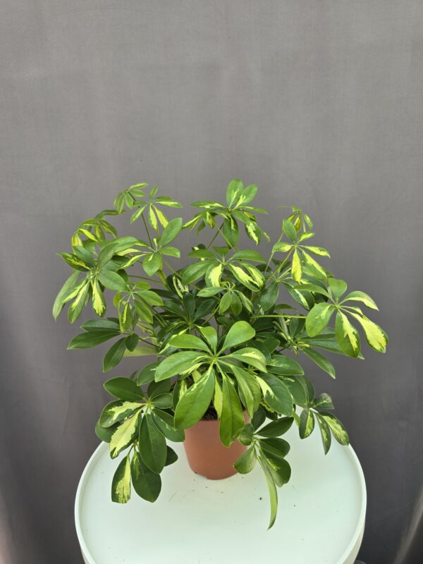 Schefflera Gerda ↑ 40cm ⊘ 13cm