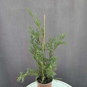 Leylandi ciprus "Golden rocket" ↑ 40cm ⊘ 13cm