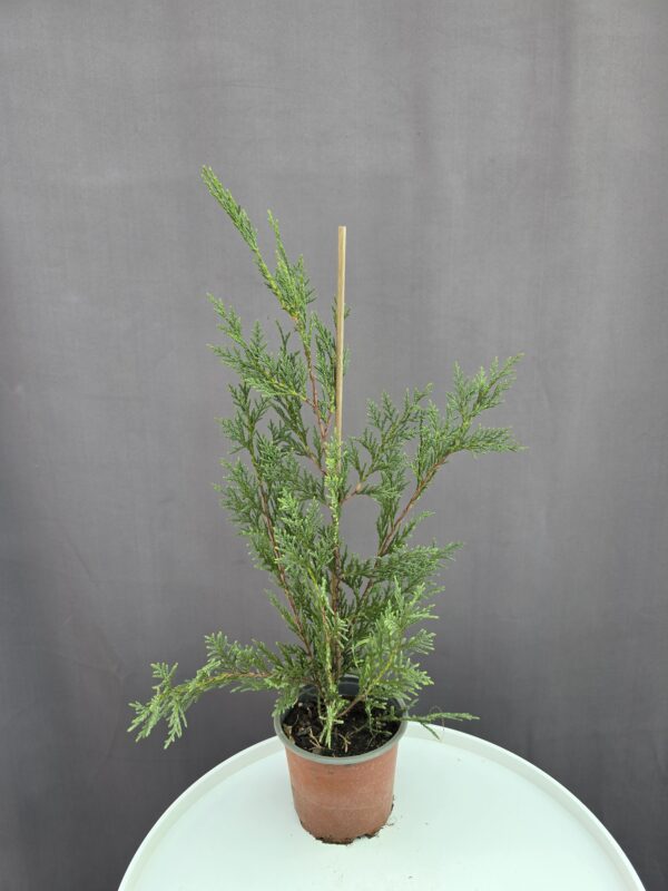 Leylandi ciprus "Golden rocket" ↑ 40cm ⊘ 13cm