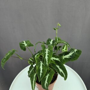 Syngonium Wendlanii "Black Velvet" ↑ 30cm ⊘ 12cm