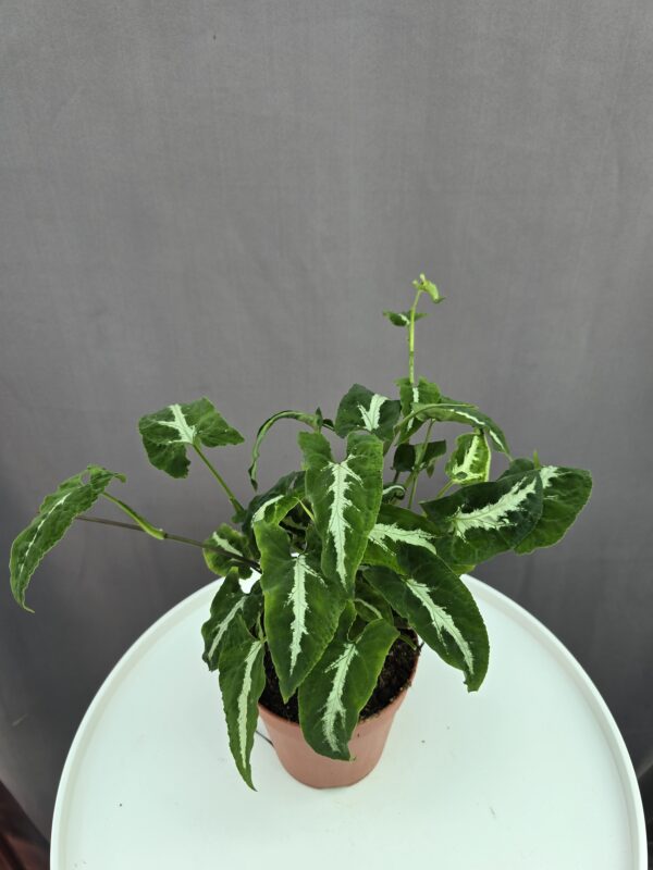 Syngonium Wendlanii "Black Velvet" ↑ 30cm ⊘ 12cm