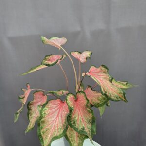 Caladium 'Chinook' ↑ 40cm ⊘ 12cm