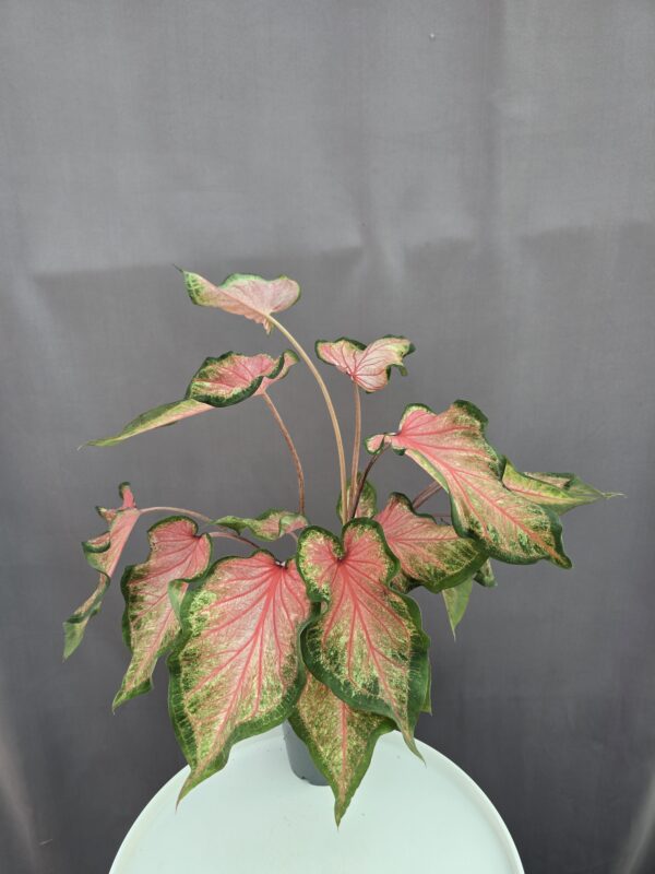 Caladium 'Chinook' ↑ 40cm ⊘ 12cm