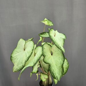 Caladium White Delight ↑ 40cm ⊘ 12cm