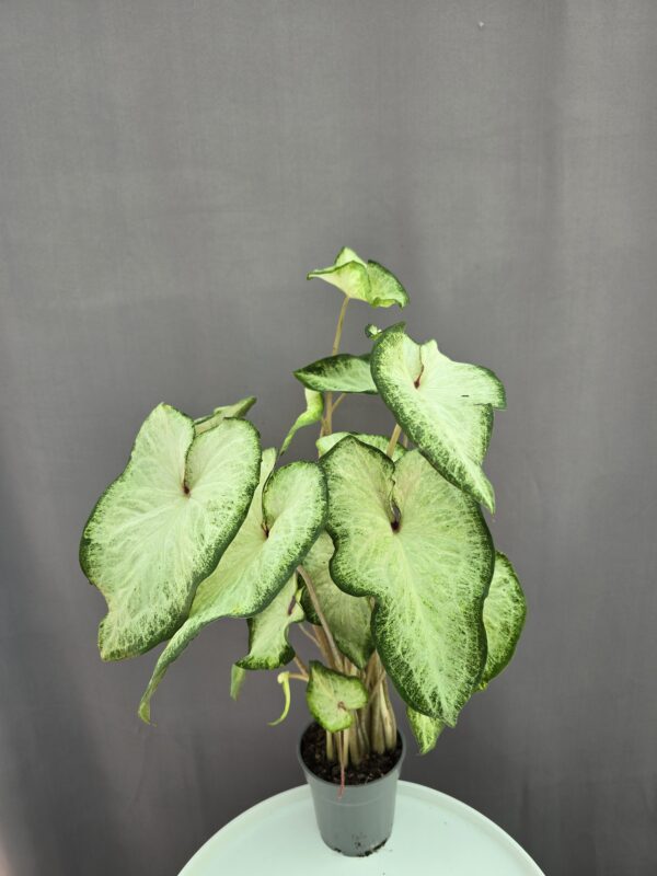 Caladium White Delight ↑ 40cm ⊘ 12cm