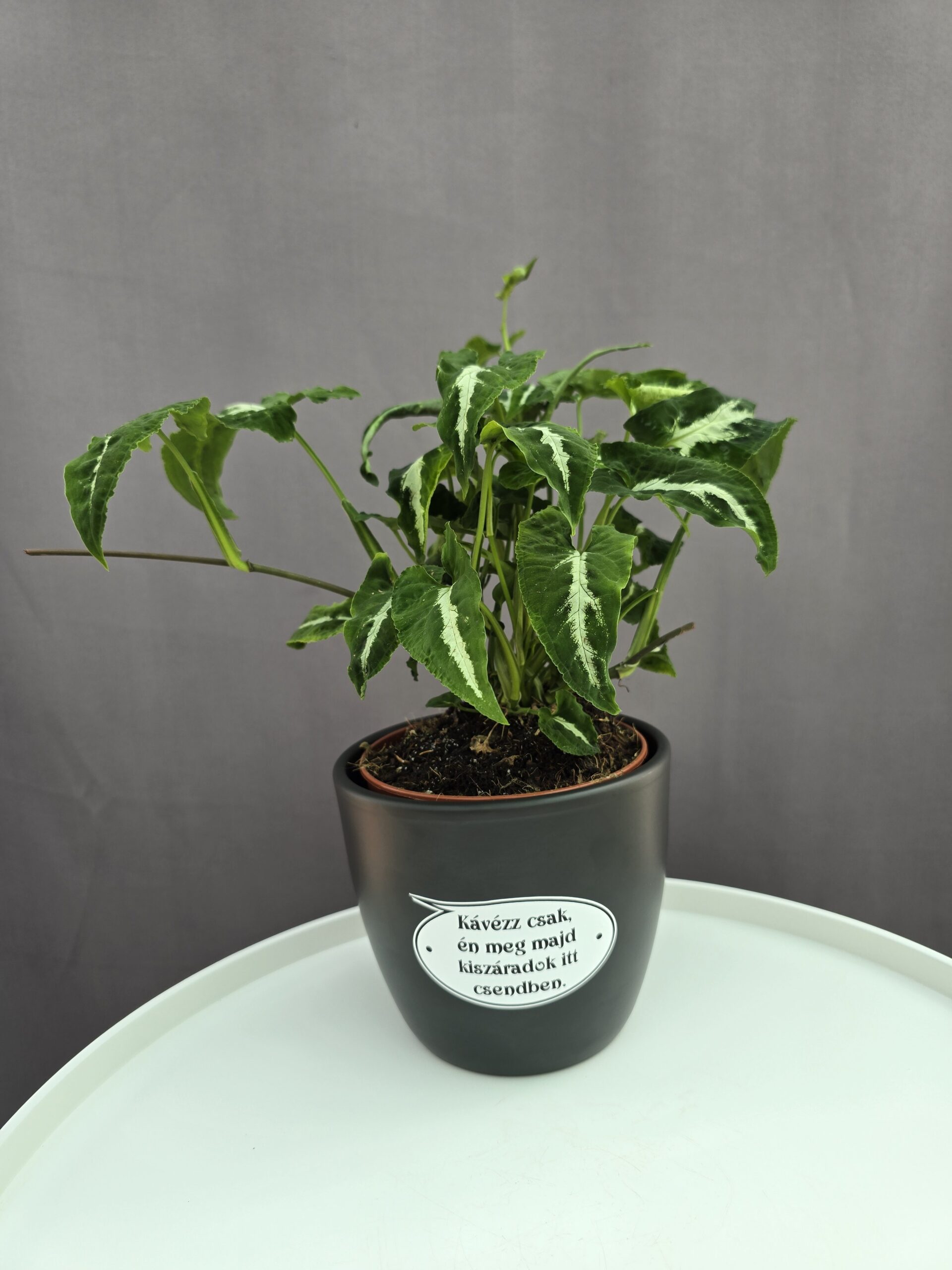 Fekete kerámia kaspó felirattal 12cm⊘