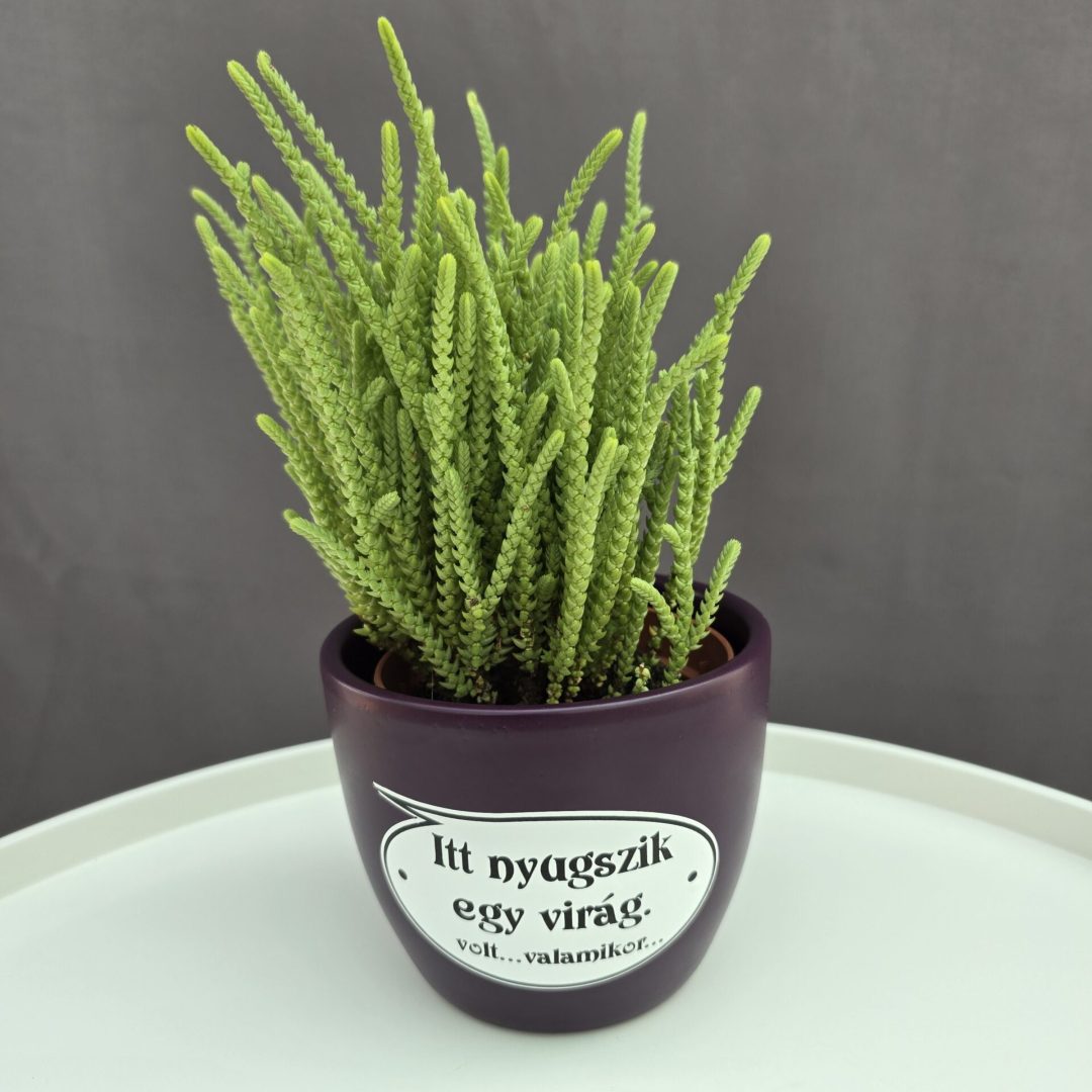 Lila kerámia kaspó felirattal 9cm⊘