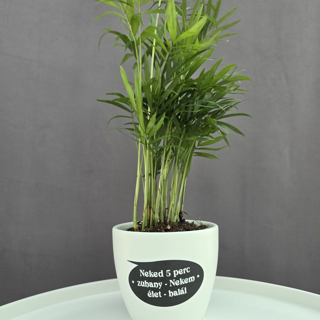 Fehér kerámia kaspó felirattal 10cm⊘