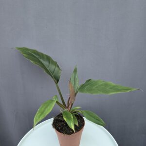 Philodendron 'Chocolate Empress' ↑ 30cm ⊘ 12cm