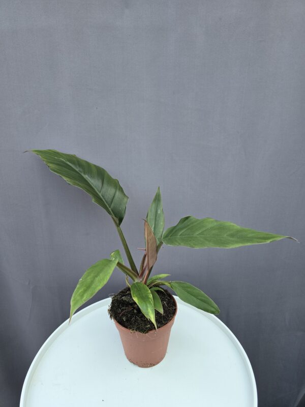 Philodendron 'Chocolate Empress' ↑ 30cm ⊘ 12cm