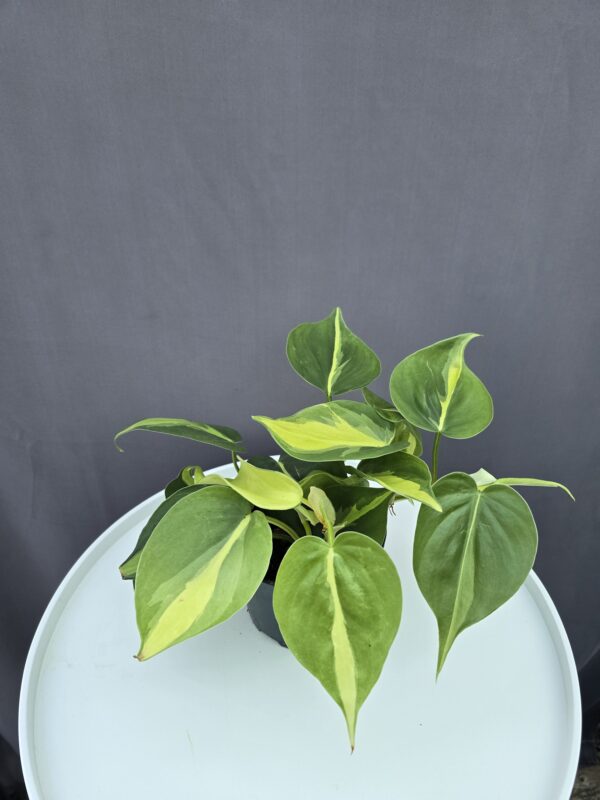 Philodendron Brasil ↑ 25cm ⊘ 12cm