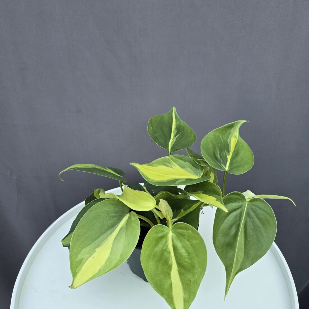 Philodendron Brasil ↑ 25cm ⊘ 12cm