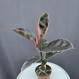 Ficus Elastica 'Ruby' ↑ 40cm ⊘ 12cm
