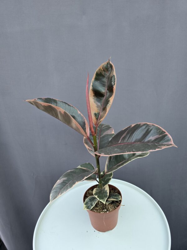 Ficus Elastica 'Ruby' ↑ 40cm ⊘ 12cm