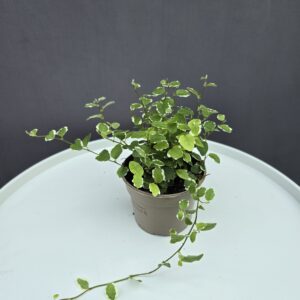 Kapaszkodó fikusz - Ficus pumila ↑ 10cm ⊘9cm