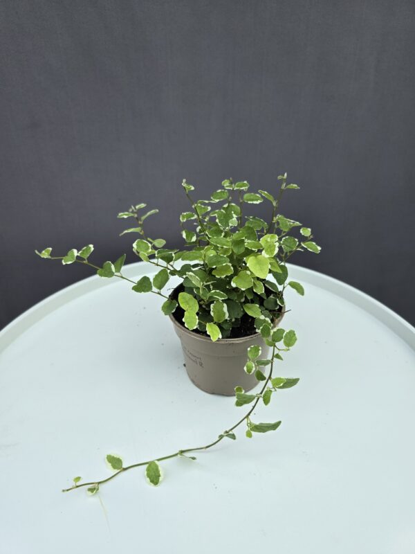 Kapaszkodó fikusz - Ficus pumila ↑ 10cm ⊘9cm