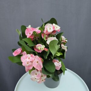 Euphorbia milli ↑ 35cm ⊘ 14cm