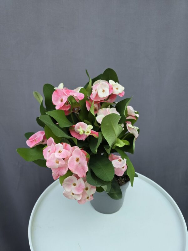 Euphorbia milli ↑ 35cm ⊘ 14cm