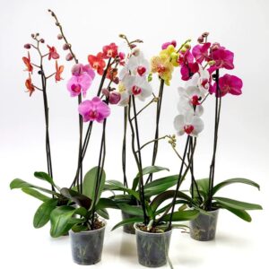 Phelenopsis mix ↑ 30-45cm ⊘ 12cm