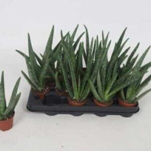 Aloe Vera mini