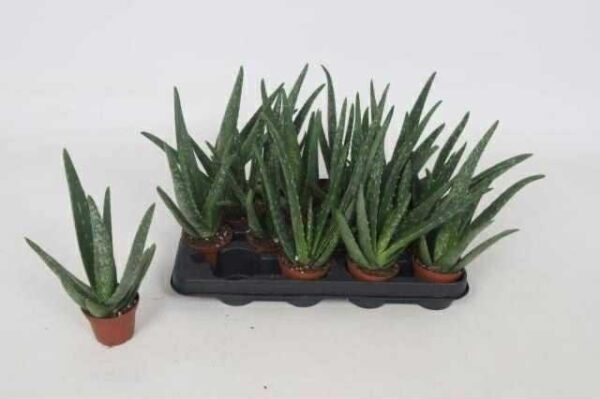 Aloe Vera mini