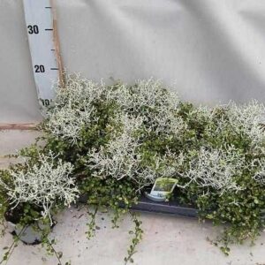 Calocephalus + muehlenbeckia - Porcserje - Párnacserje