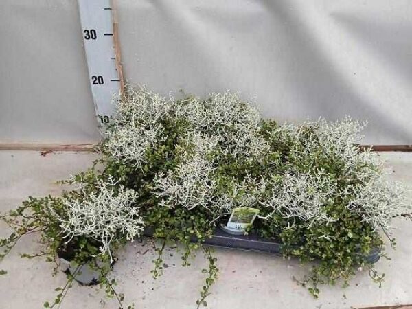 Calocephalus + muehlenbeckia - Porcserje - Párnacserje
