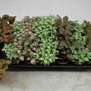 Fittonia