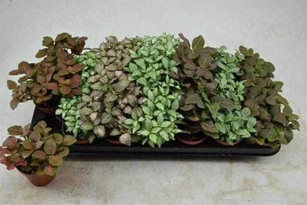 Fittonia