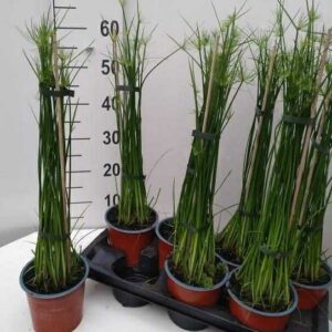 Törpe papiruszsás - Cyperus haspan