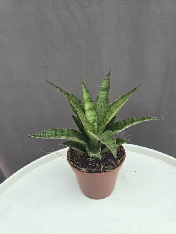 Elágazó Sansaveria ↑ 10cm ⊘ 7cm
