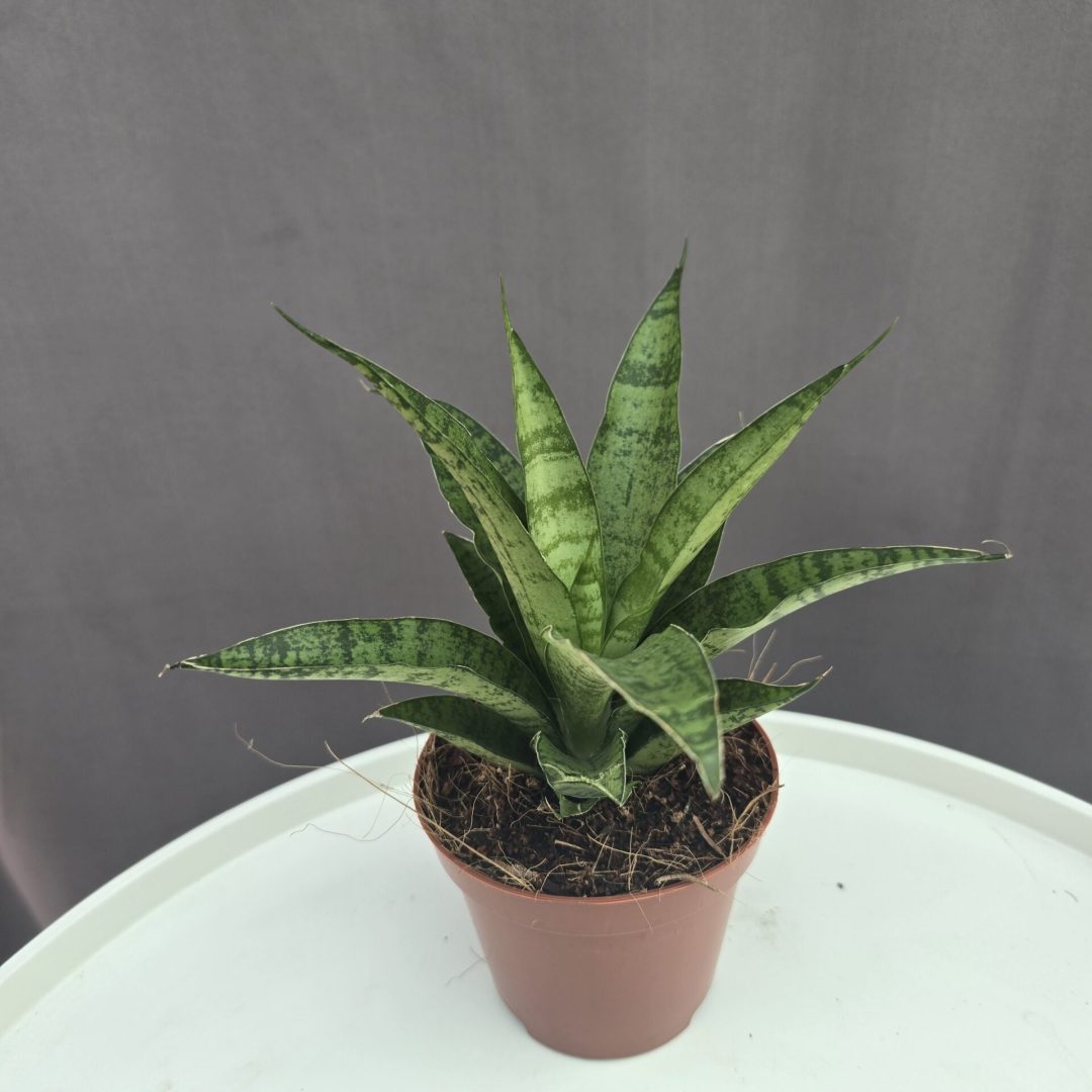 Elágazó Sansaveria ↑ 10cm ⊘ 7cm