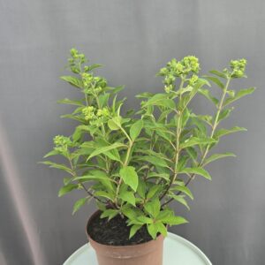 Hydrangea paniculata Magical Mattehorn - Bugás hortenzia ↑ 50cm ⊘ 19cm