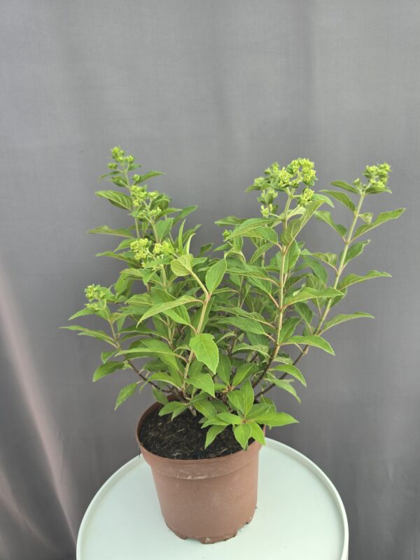 Hydrangea paniculata Magical Mattehorn - Bugás hortenzia ↑ 50cm ⊘ 19cm