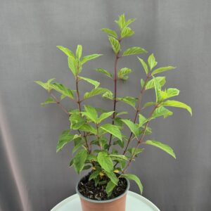Hydrangea paniculata Pink Diamond - Bugás hortenzia ↑ 50cm ⊘ 19cm
