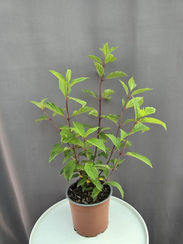 Hydrangea paniculata Pink Diamond - Bugás hortenzia ↑ 50cm ⊘ 19cm