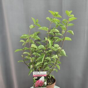 Hydrangea paniculata Fraise Melba ↑ 50cm ⊘ 19cm